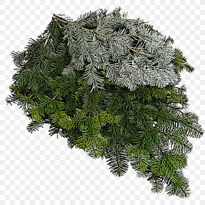 Fern, PNG, 1000x1000px, Shortleaf Black Spruce, American Larch, Balsam Fir, Branch, Canadian Fir Download Free