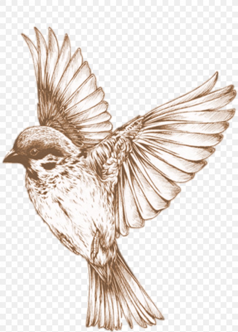 Hummingbird Drawing Songbird Clip Art, PNG, 918x1280px, Bird, Art, Beak, Bird Of Prey, Black And White Download Free