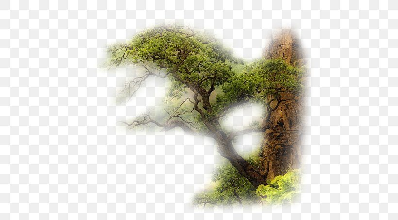 Tree Buon Oi Chao Mi Desktop Wallpaper, PNG, 508x455px, Tree, Branch, Grass, Houseplant, Organism Download Free