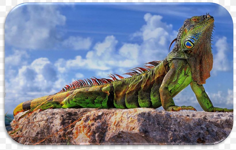 Lizard Green Iguana Reptile Desktop Wallpaper Ultra-high-definition Television, PNG, 911x581px, 4k Resolution, Lizard, Common Iguanas, Computer, Eidechse Download Free