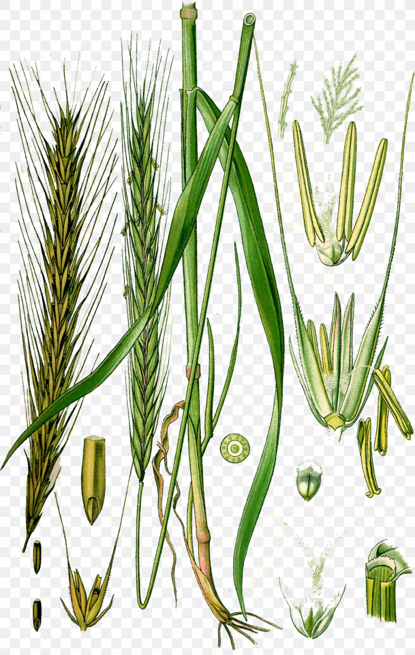 Rye Cereal Almindelig Rug Wheat Plant, PNG, 1014x1600px, Rye, Almindelig Rug, Barley, Center Of Origin, Cereal Download Free