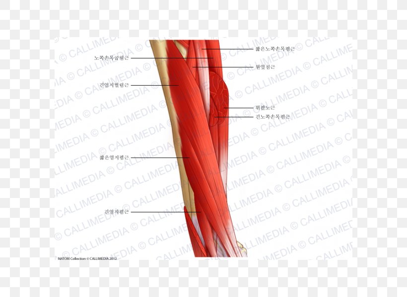 Shoulder Lateral Cutaneous Nerve Of Forearm Muscle Muscular System, PNG, 600x600px, Watercolor, Cartoon, Flower, Frame, Heart Download Free
