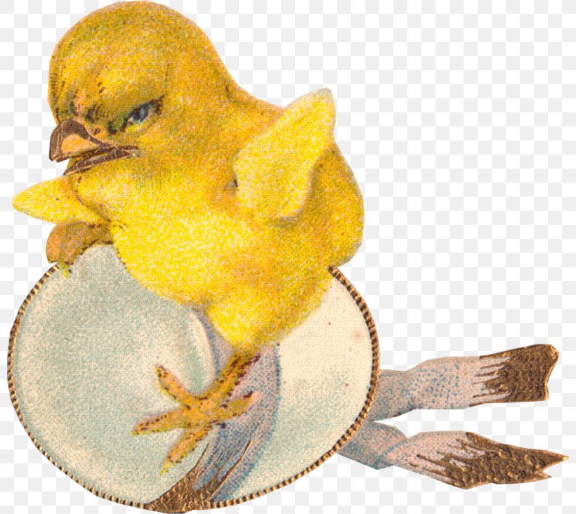 Beak Water Bird Fauna Chicken As Food, PNG, 800x732px, Beak, Bird, Chicken, Chicken As Food, Fauna Download Free