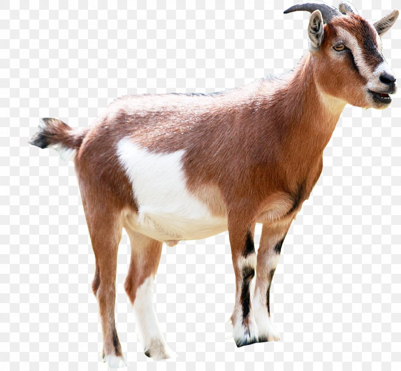 Goat Milking Animal Sales, PNG, 960x889px, Goat, Advertising, Animal, Animal Feed, Cattle Like Mammal Download Free