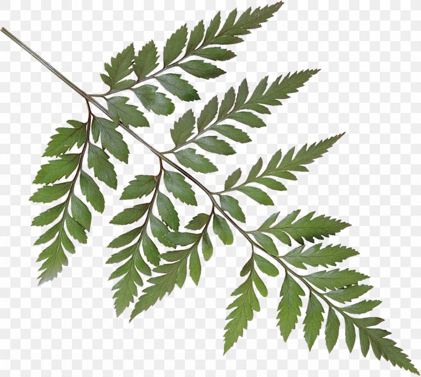 Leaf Tree Clip Art, PNG, 1280x1146px, Leaf, Archive File, Branch, Organism, Plant Download Free