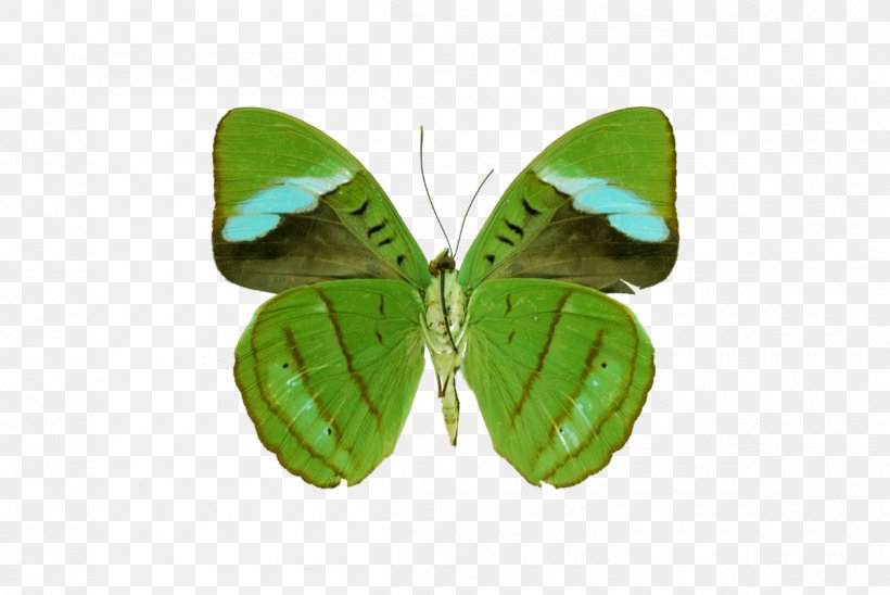 Brush-footed Butterflies Gossamer-winged Butterflies Moth Butterfly, PNG, 1200x803px, Brushfooted Butterflies, Arthropod, Brush Footed Butterfly, Butterfly, Gossamerwinged Butterflies Download Free