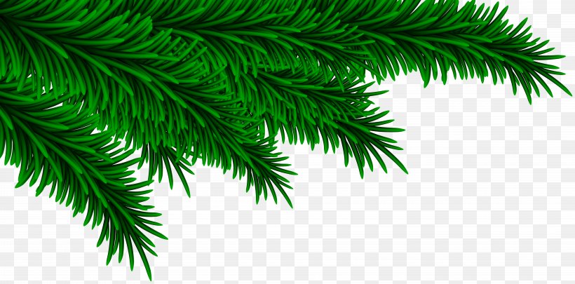 Christmas Clip Art, PNG, 8000x3954px, Pine, Branch, Christmas, Christmas Ornament, Conifer Download Free