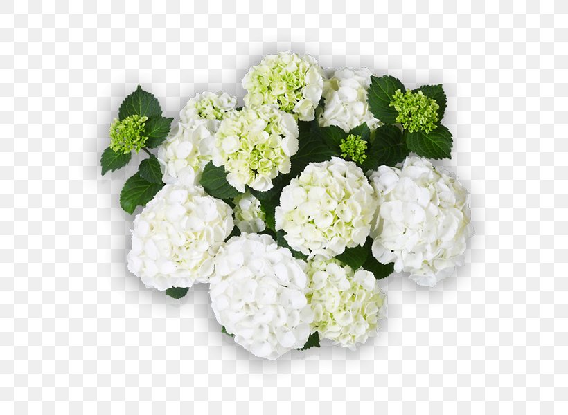 Hydrangea Cut Flowers Floral Design White, PNG, 600x600px, Hydrangea, Annual Plant, Cornales, Cut Flowers, Floral Design Download Free