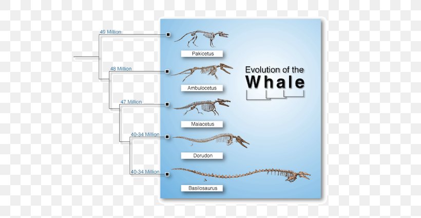 Line Water Angle Brand Diagram, PNG, 600x424px, Water, Brand, Diagram, Organism, Sky Download Free