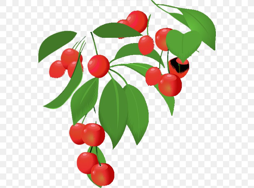 Lingonberry Barbados Cherry Family, PNG, 574x607px, Lingonberry, Acerola Family, Aquifoliaceae, Barbados Cherry, Berry Download Free