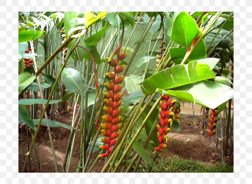 Lobster-claws Tree, PNG, 800x600px, Lobsterclaws, Heliconia, Plant, Tree Download Free