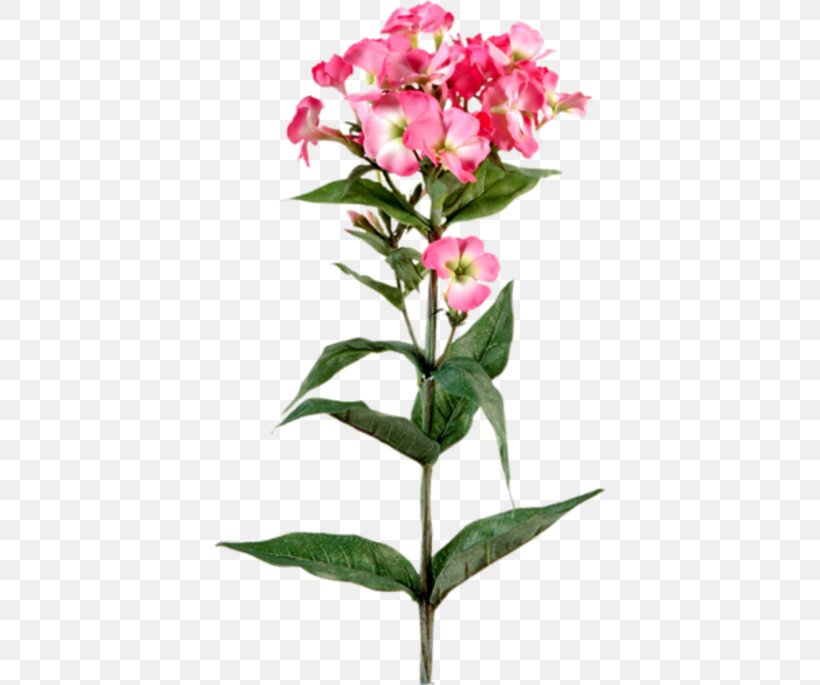 Plant Stem Flower Phlox Herbaceous Plant Garden Roses, PNG, 392x685px, Plant Stem, Blue, Buttercup, Color, Diameter Download Free