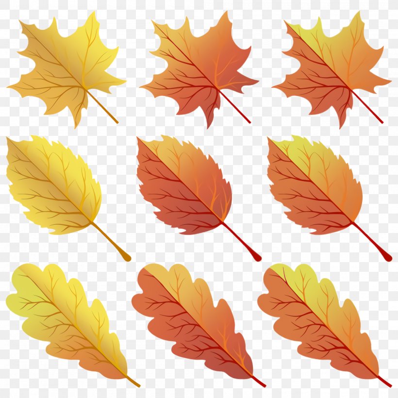 Maple Leaf, PNG, 2000x2000px, Leaf, Black Maple, Deciduous, Maple Leaf, Plane Download Free