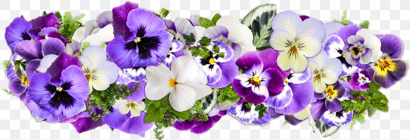 Pansy Pink Bunch Violet Gift Greeting & Note Cards, PNG, 990x340px, Pansy, Annual Plant, Bellflower Family, Birthday, Cut Flowers Download Free