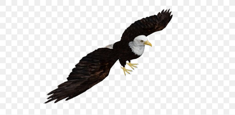 Bald Eagle Zoo Tycoon 2: Marine Mania Bird Beak, PNG, 538x401px, Bald Eagle, Accipitriformes, African Fish Eagle, Beak, Bird Download Free