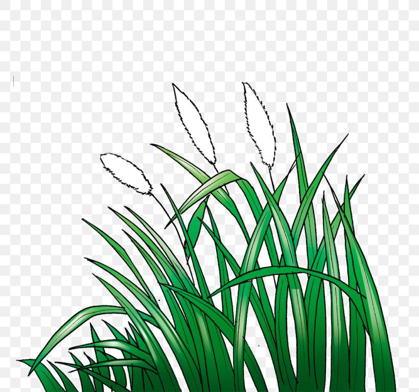 Lawn Black And White Cogon Grass Sketch, PNG, 768x768px, Lawn, Animation, Artificial Turf, Black And White, Cogon Grass Download Free