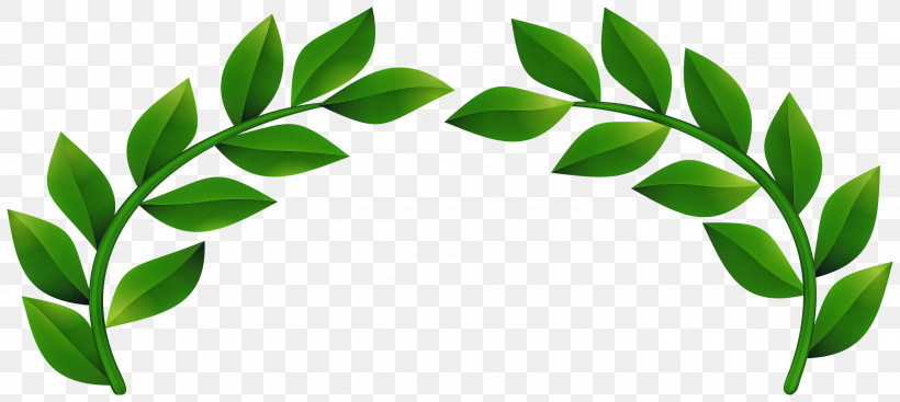 Leaf Green Plant Flower Tree, PNG, 2999x1343px, Leaf, Branch, Flower, Green, Moringa Download Free
