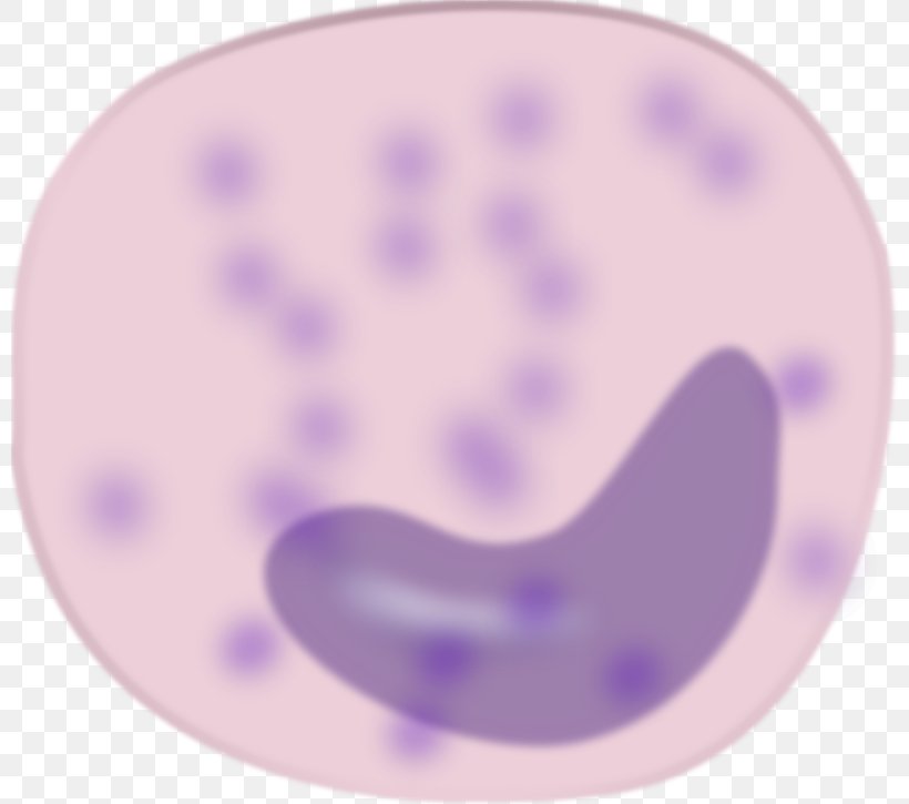 Monocyte Blood Cell Macrophage Clip Art, PNG, 800x725px, Monocyte, Blood Cell, Cell, Dendritic Cell, Human Biology Download Free