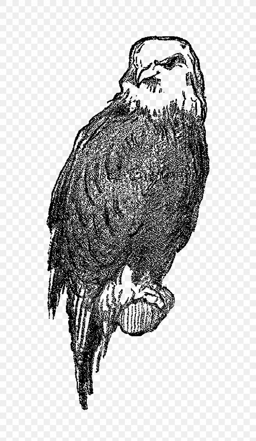 Owl Bald Eagle Drawing, PNG, 897x1544px, Owl, Art, Bald Eagle, Beak, Bird Download Free