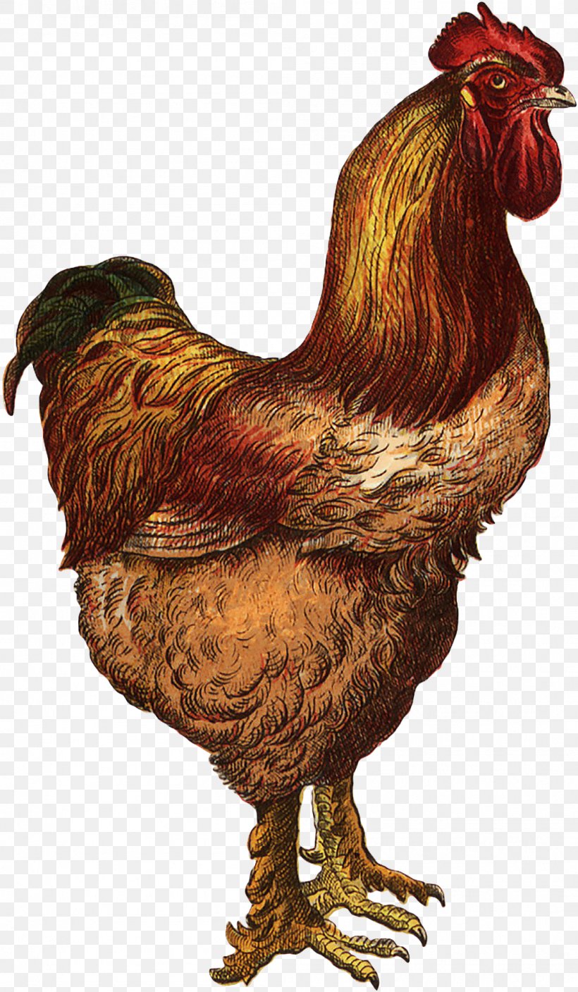 Rooster The Chicken And The Pig Farm Etsy, PNG, 1049x1800px, Rooster, Bag, Beak, Bird, Cattle Download Free