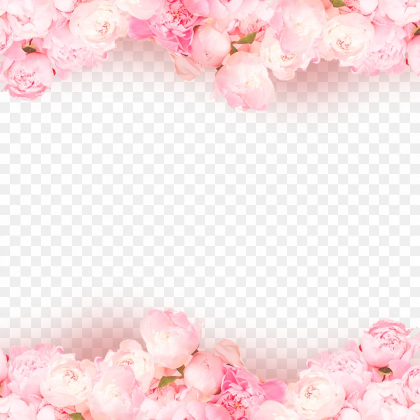 Rose Pink Wallpaper, PNG, 1000x1000px, Rose, Blossom, Cherry Blossom, Floral Design, Floristry Download Free