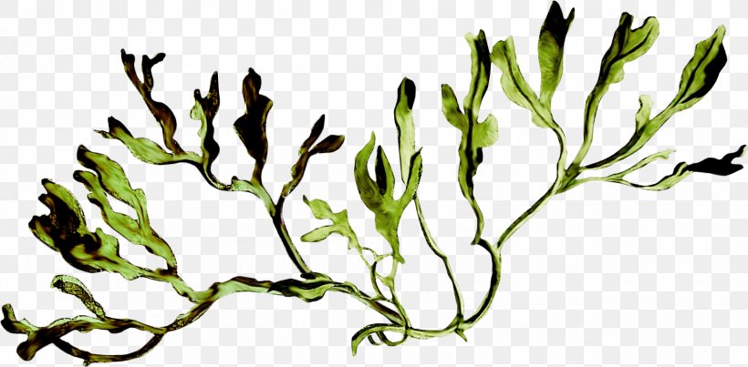 Algae Flora Растительный мир России Plant Clip Art, PNG, 1695x834px, 2016, Algae, Animal, Aquarium Decor, Branch Download Free