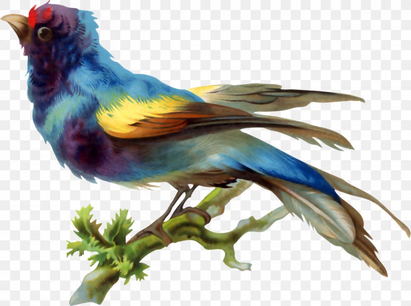 Bird Drawing, PNG, 1600x1193px, Bird, Art, Beak, Drawing, Fauna Download Free