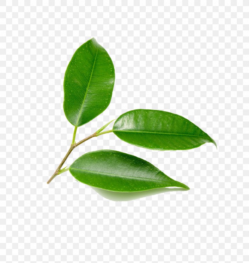 Leaf Green Tree Plant, PNG, 822x869px, Leaf, Bladnerv, Bonsai, Green, Nature Download Free