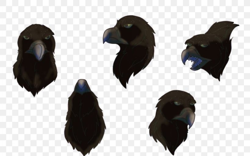 American Crow Rook Common Raven Fauna Beak, PNG, 1024x640px, American Crow, Beak, Bird, Common Raven, Crow Download Free