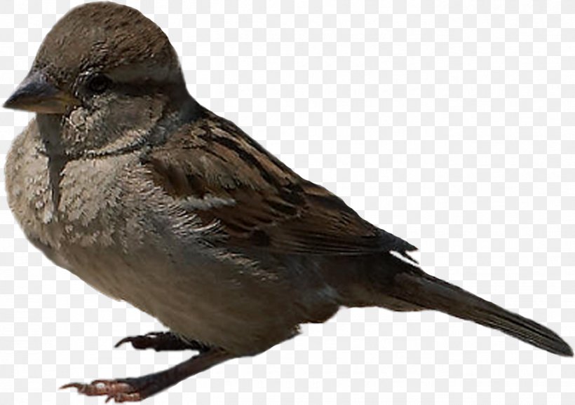 Bird, PNG, 1364x963px, Sparrow, American Sparrows, Animal, Beak, Bird Download Free