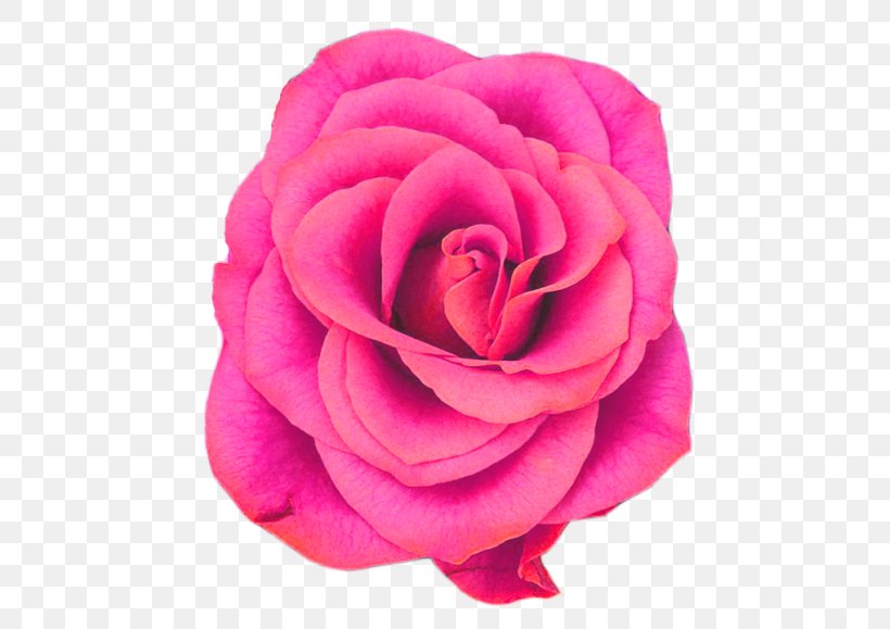 Facebook Rose Flower Blog, PNG, 500x579px, Facebook, Belle Fiori Ltd, Blog, China Rose, Close Up Download Free