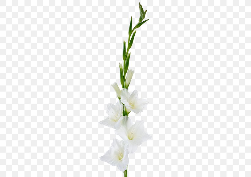Gladiolus Cut Flowers Plant Stem Floral Design, PNG, 559x580px, Gladiolus, Artificial Flower, Cut Flowers, Floral Design, Floristry Download Free