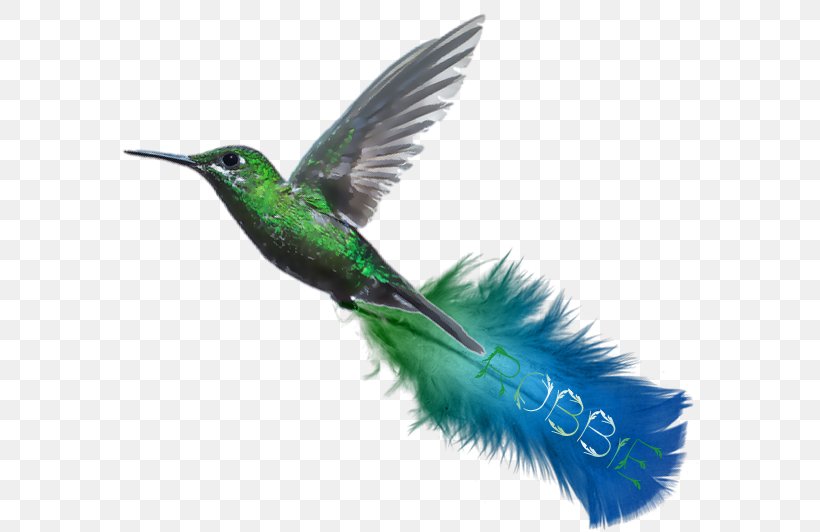 Hummingbird Turquoise Beak Blue-green Wing, PNG, 577x532px, Hummingbird, Beak, Bird, Blue, Bluegreen Download Free