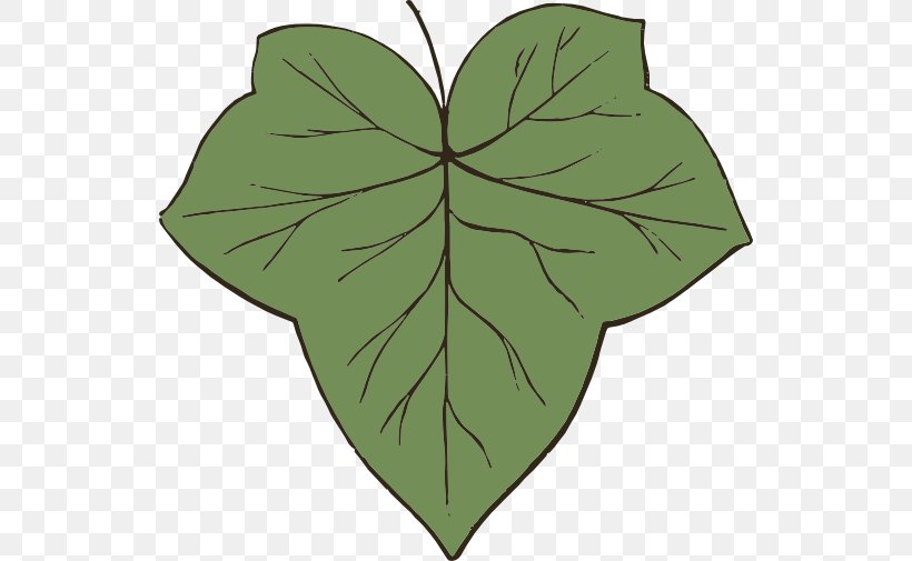 Leaf Green Plant Stem Clip Art Symmetry, PNG, 534x505px, Leaf, Anthurium, Botany, Color, Copying Download Free