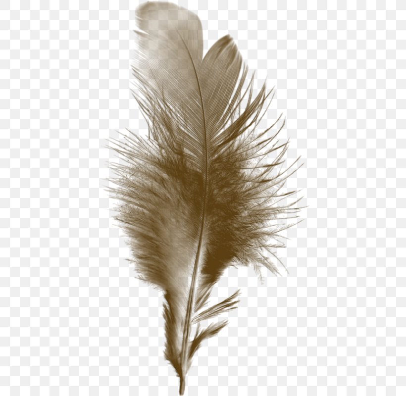 Feather Bird Paintbrush Quill, PNG, 433x800px, Feather, Bird, Black And White, Green, Hair Download Free