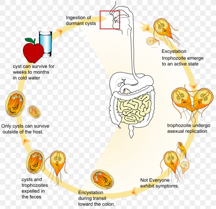 Giardia Lamblia Giardiasis Infection Biological Life Cycle Trofozoit, PNG, 870x842px, Watercolor, Cartoon, Flower, Frame, Heart Download Free