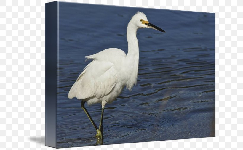 Great Egret Bird Wader Beak Stork, PNG, 650x507px, Great Egret, Beak, Bird, Ciconiiformes, Crane Download Free