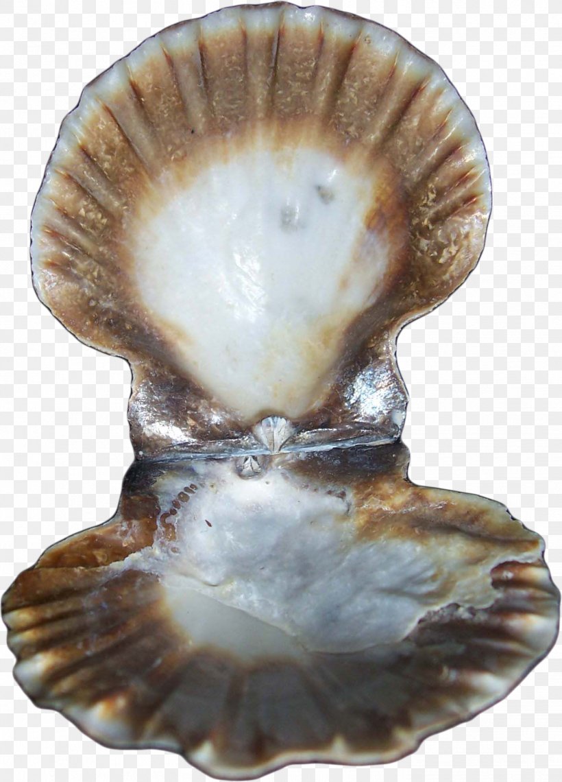 Oyster Clam Seashell Conchology Mollusc Shell, PNG, 1414x1967px, Oyster, Artifact, August, Blog, Clam Download Free