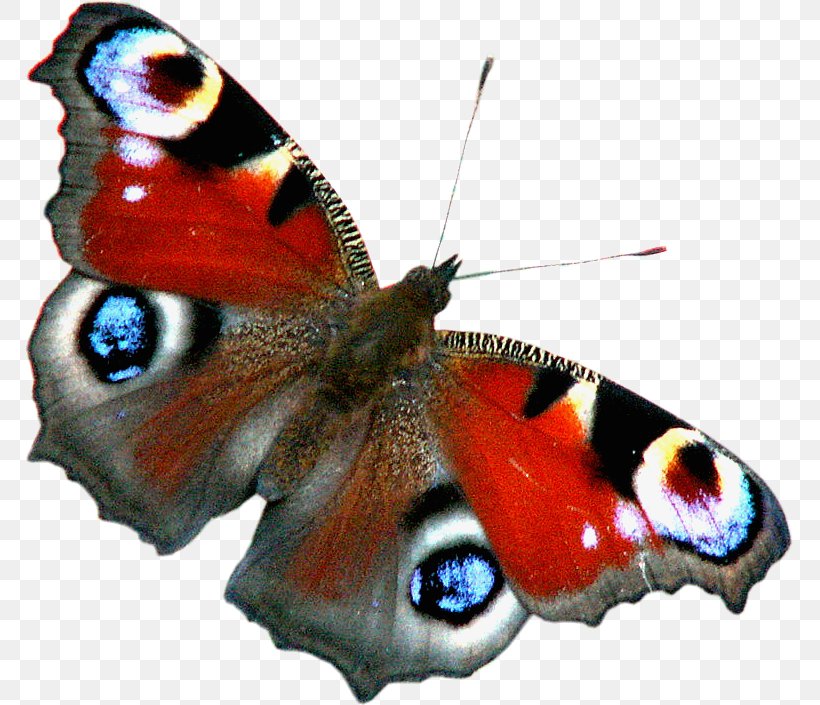 Butterfly Insect Aglais Io Papillon Dog Birdwing, PNG, 767x705px, Butterfly, Aglais Io, Arthropod, Attacus Atlas, Birdwing Download Free