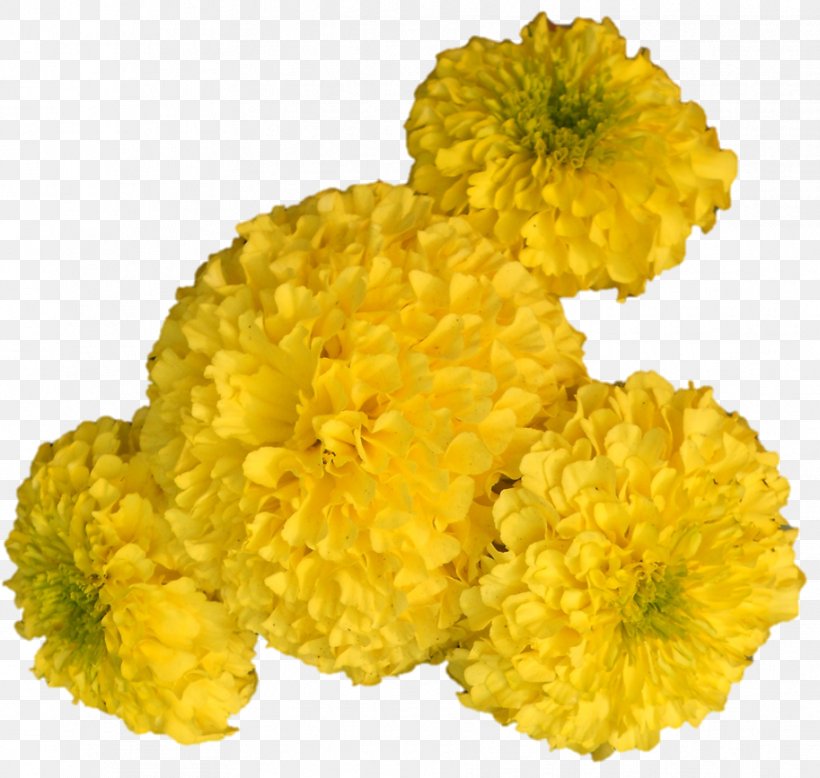 Chrysanthemum Mimosa Cut Flowers Tansy Petal, PNG, 913x867px, Chrysanthemum, Annual Plant, Chrysanths, Cut Flowers, Flower Download Free