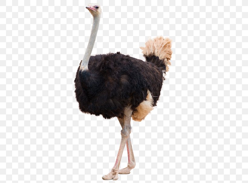 Common Ostrich Bird Clip Art, PNG, 777x608px, Common Ostrich, Beak, Bird, Feather, Flightless Bird Download Free