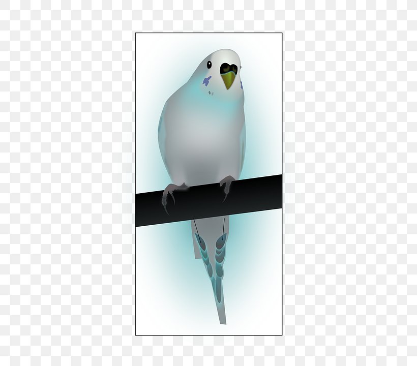 Clip Art, PNG, 411x720px, Gimp, Beak, Bird, Feather, Parakeet Download Free