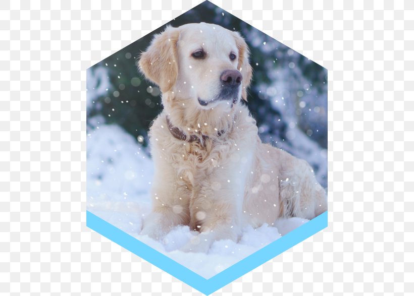 Golden Retriever Labrador Retriever Puppy Dog Breed Companion Dog, PNG, 480x587px, Golden Retriever, Breed, Carnivoran, Companion Dog, Crossbreed Download Free