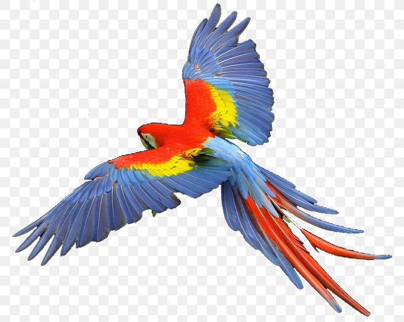 Parrot Scarlet Macaw Hyacinth Macaw Clip Art, PNG, 799x654px, Parrot, Animal, Anodorhynchus, Beak, Bird Download Free