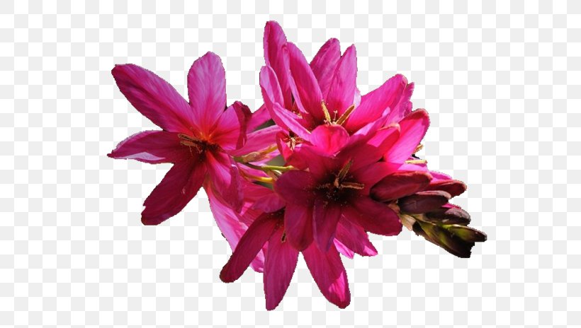 Petal Cut Flowers Painting, PNG, 600x464px, 2016, Petal, Annual Plant, Color, Cut Flowers Download Free