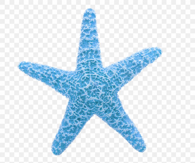 Starfish Clip Art, PNG, 1077x901px, Starfish, Aqua, Blue, Crinoid, Echinoderm Download Free