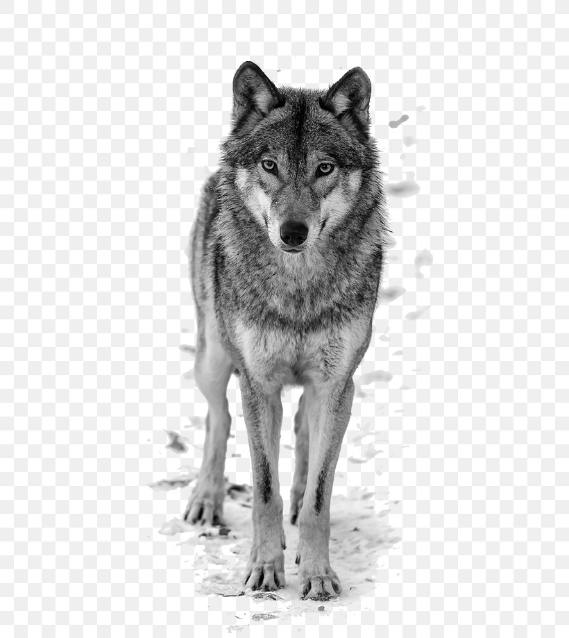 T-shirt Blouse Clothing Stock Photography, PNG, 683x919px, Tshirt, Arctic Wolf, Black And White, Black Wolf, Blouse Download Free