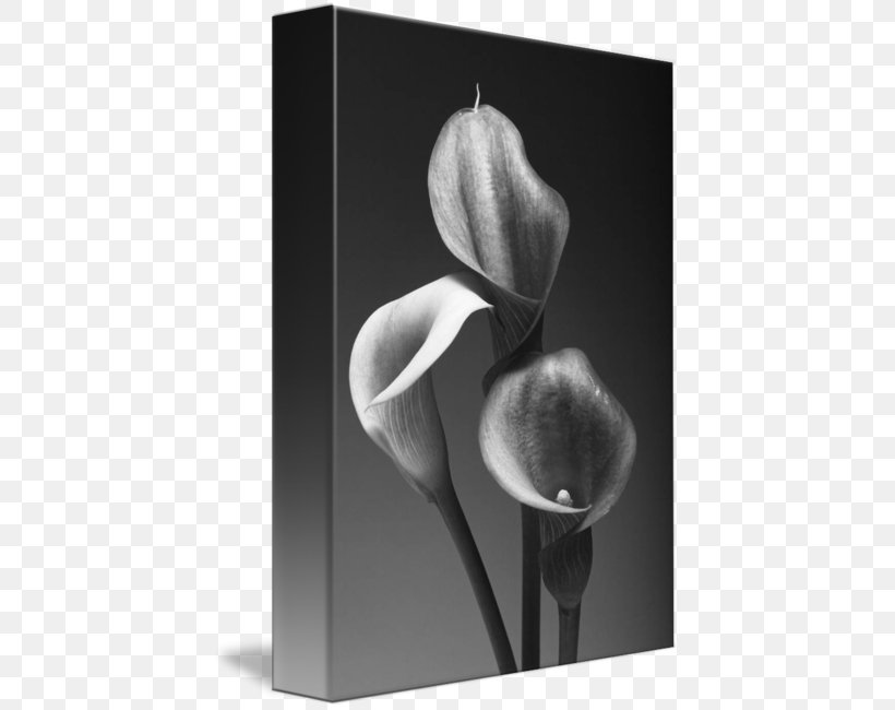 Black And White Fine-art Photography Canvas Print, PNG, 427x650px, Black And White, Art, Art Museum, Artwork, Canvas Download Free