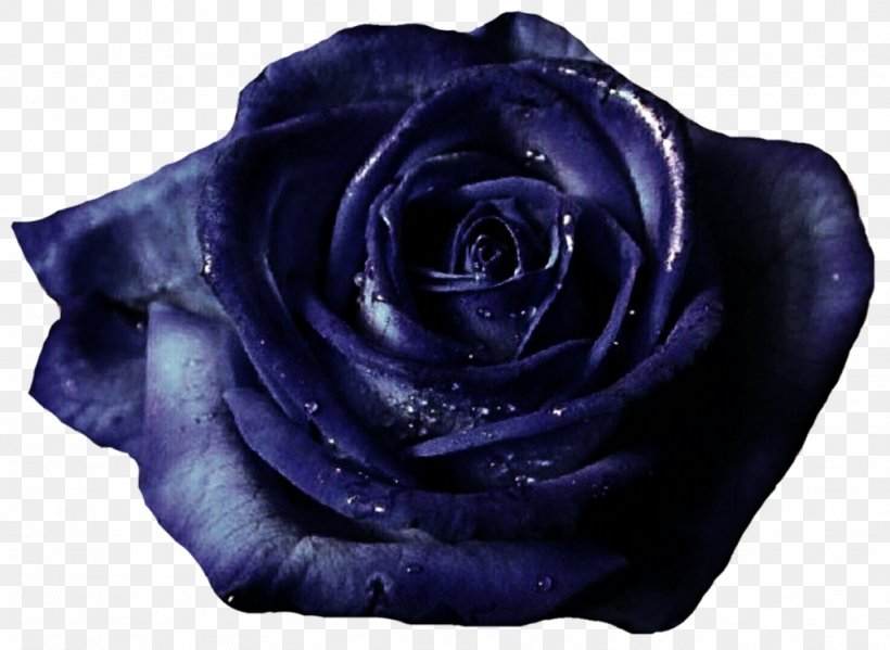 Blue Rose Garden Roses Cut Flowers, PNG, 1024x749px, Blue Rose, Blue, Cobalt Blue, Cut Flowers, Flower Download Free