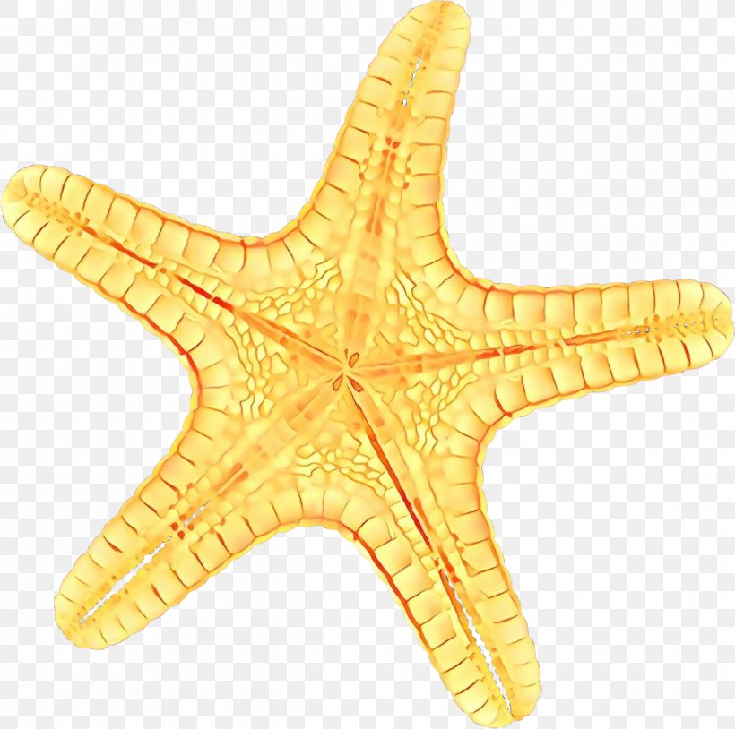 Cartoon Star, PNG, 1201x1193px, Cartoon, Star, Starfish Download Free